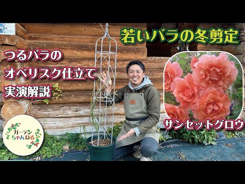 冬にバラの茂みを世話するにはどうすればよいですか？健康な低木のための正しい行動  庭園