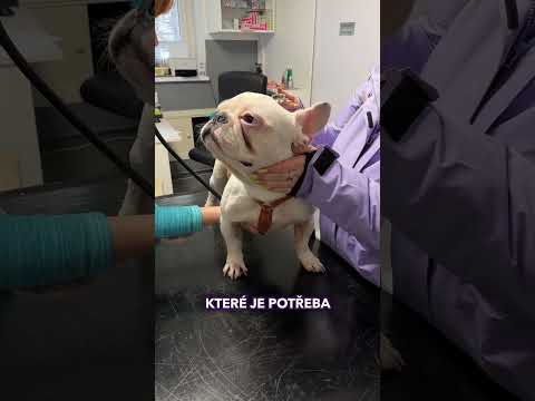 Kdy jet AKUTNĚ na veterinu? 😨