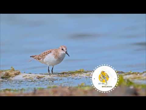 Little stint view #birds #bird #little #stint #viral #trend #trending #nature #natural #video #new