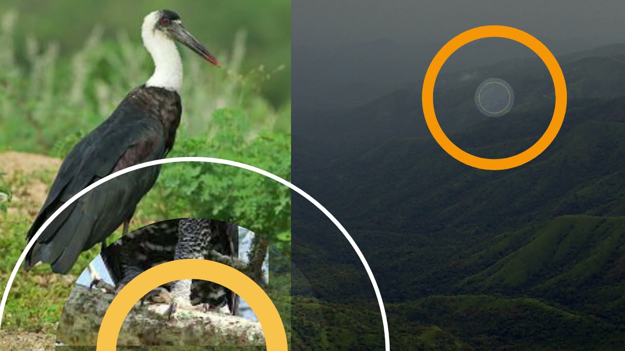 The threatened species of Tchabal Mbabo (Birds)