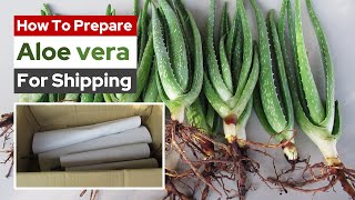 How To Prepare and Pack Aloe Vera Plant For Shipping