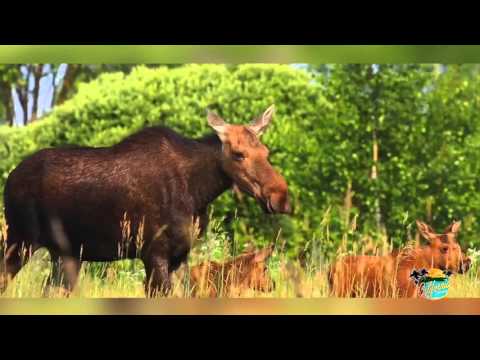 Click to Watch the Why are there more animals around Chernobyl than nearby wildlife preserves? video