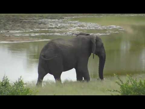 Djuma: Lone Elephant bull with missing right tusk - 07:25 - 02/03/19