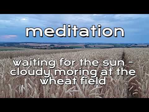 meditation asmr waiting for the sun cloud morning at th wheat field - relax, enjoy - sleep well