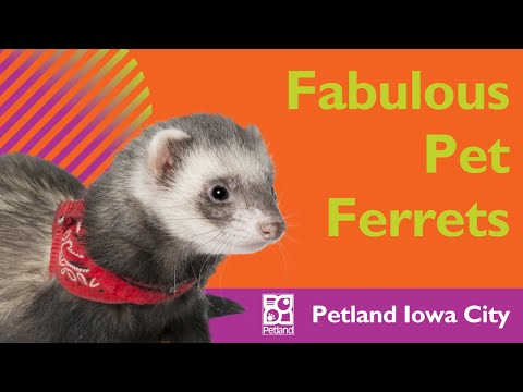 Ferret Pet Ownership Tips
