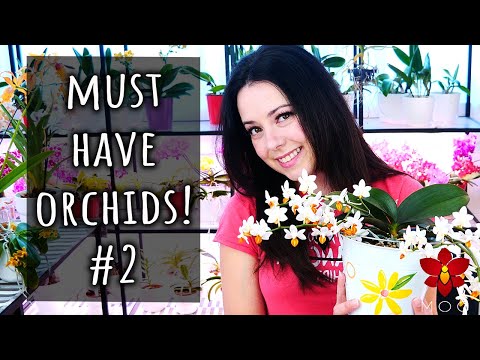 10 Amazing Orchids you should have! #2 - The Bonsai Orchid, my favourite Cattleya & more!