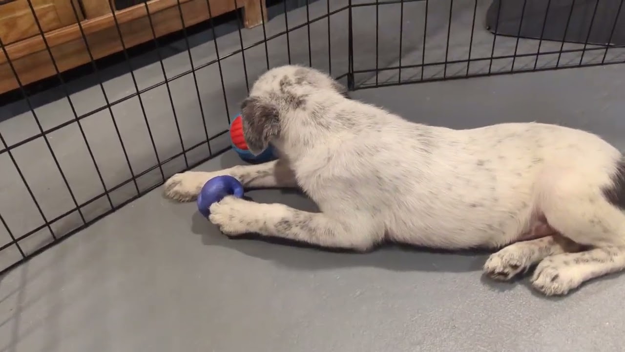 Enlarge Anthony, a ADOPTABLE mixed breed in Sparta, NJ video 4/4