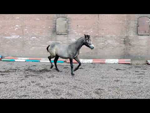 ⭐ Gwennic de Goariva colt - Image 2