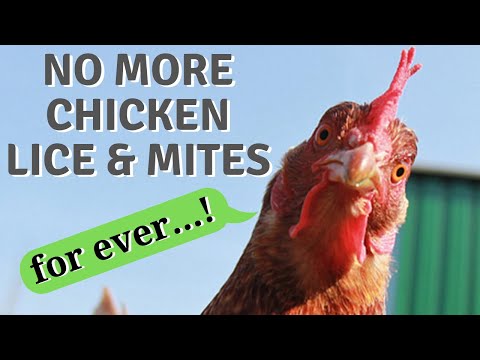 , title : '☑️ No more chicken lice & Mites! 👾 Ποτέ ξανά ψείρες στο κοτέτσι! 🐓'