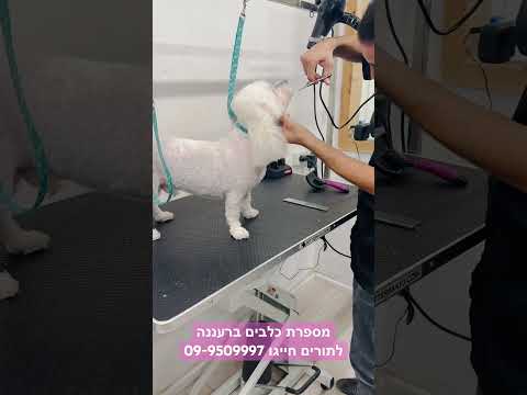 תמונה של Bff
