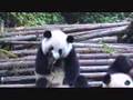 Panda sneezing