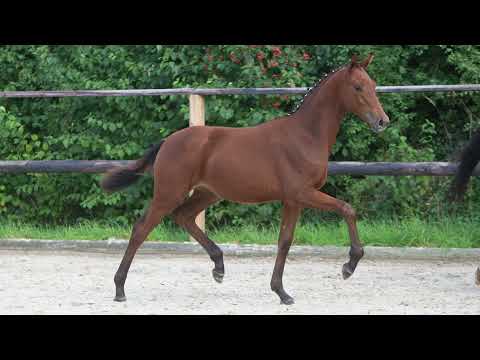 2021 Stute - Serasvati - von Vaderland a.d. VbPrSt Serjade (Franziskus)