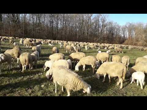 Pecore al lago di VARESE 31 Dicembre 2018