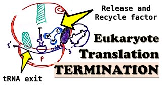 Eukaryotic Translation TERMINATION - Translation Termination Complex and Ribosome release factors