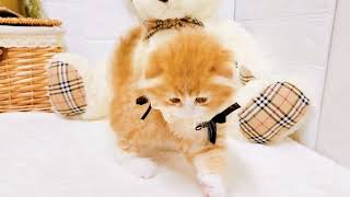 スコティッシュフォールドの動画02