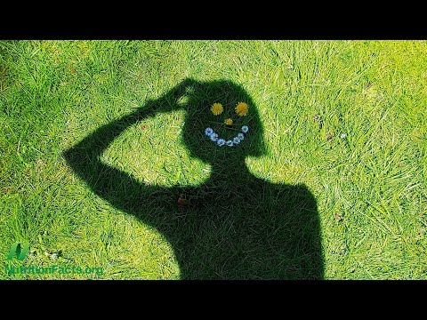 Should Vegans Take DHA to Preserve Brain Function?