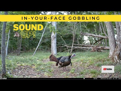 Turkey Gobbling Action | AWESOME Up-Close Trail Cam Video