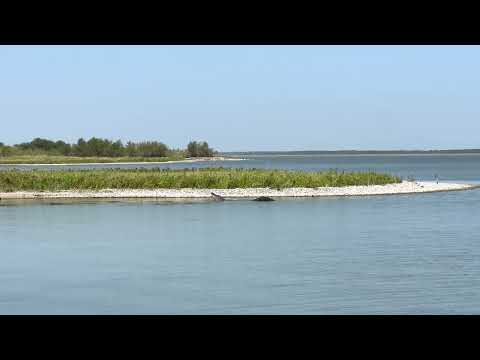 Choke Canyon State Park Alligator Roar