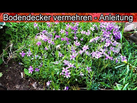 Bodendecker selbst vermehren – Bodendecker durch teilen selber ziehen & pflanzen – Polsterphlox