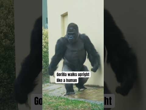 Silverback Gorilla Walking Like a Human #gorilla #silverback #shabani