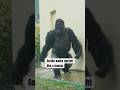 Silverback Gorilla Walking Like a Human #gorilla #silverback #shabani