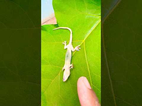 Omg, we are so sorry & sad,🥹🥹#insects #life #naturelover #love #nature