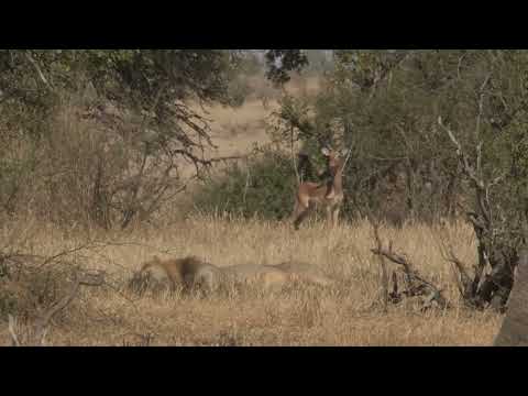 Lion Vs Impala - Spot him? Kruger National Park (Satara Safari)