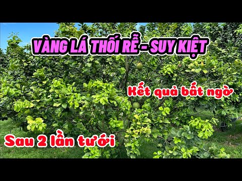 Hướng dẫn chi tiết xử lý bưởi Vàng Lá Thối Rễ, Suy Kiệt, Kém Phát Triển | Nông Nghiệp Xanh