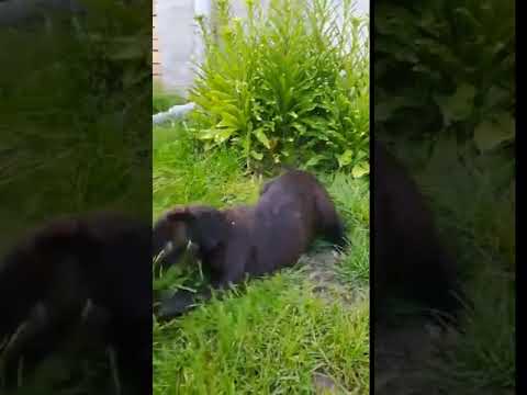 Neapolitan Mastiff puppy for sale