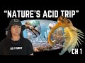 The Cambrian Period That We Know Of Ft Animalogic Lindsay Nikole