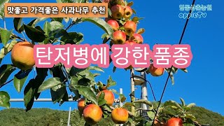 탄저병에 강한 아리수 사과나무 꼭 심어야 되는이유