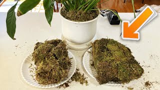 Dried Moss for Plants - User Review