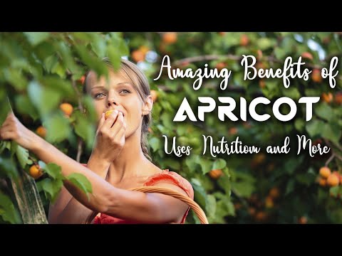 Apricot Kernel Oil Benefits for Skin, Hair, Face & More