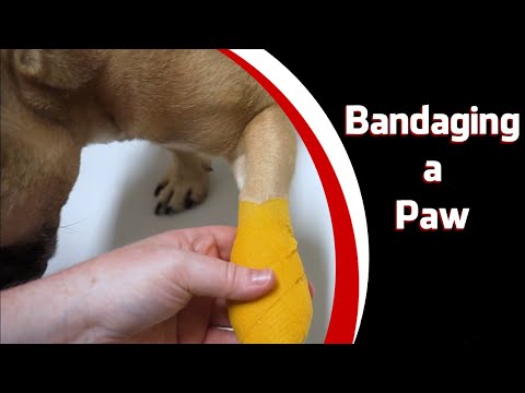 Bandaging a Paw