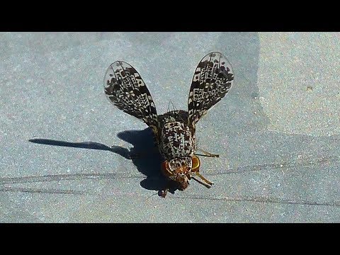 Callopistromyia annulipes - The peacock fly (Callopistromyia annulipes)