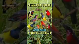 Download lagu Suara pikat burcil 4 kombinasi terbaik#shorts #pikatburung #birds #sogon #suarapikat #burung #konin mp3