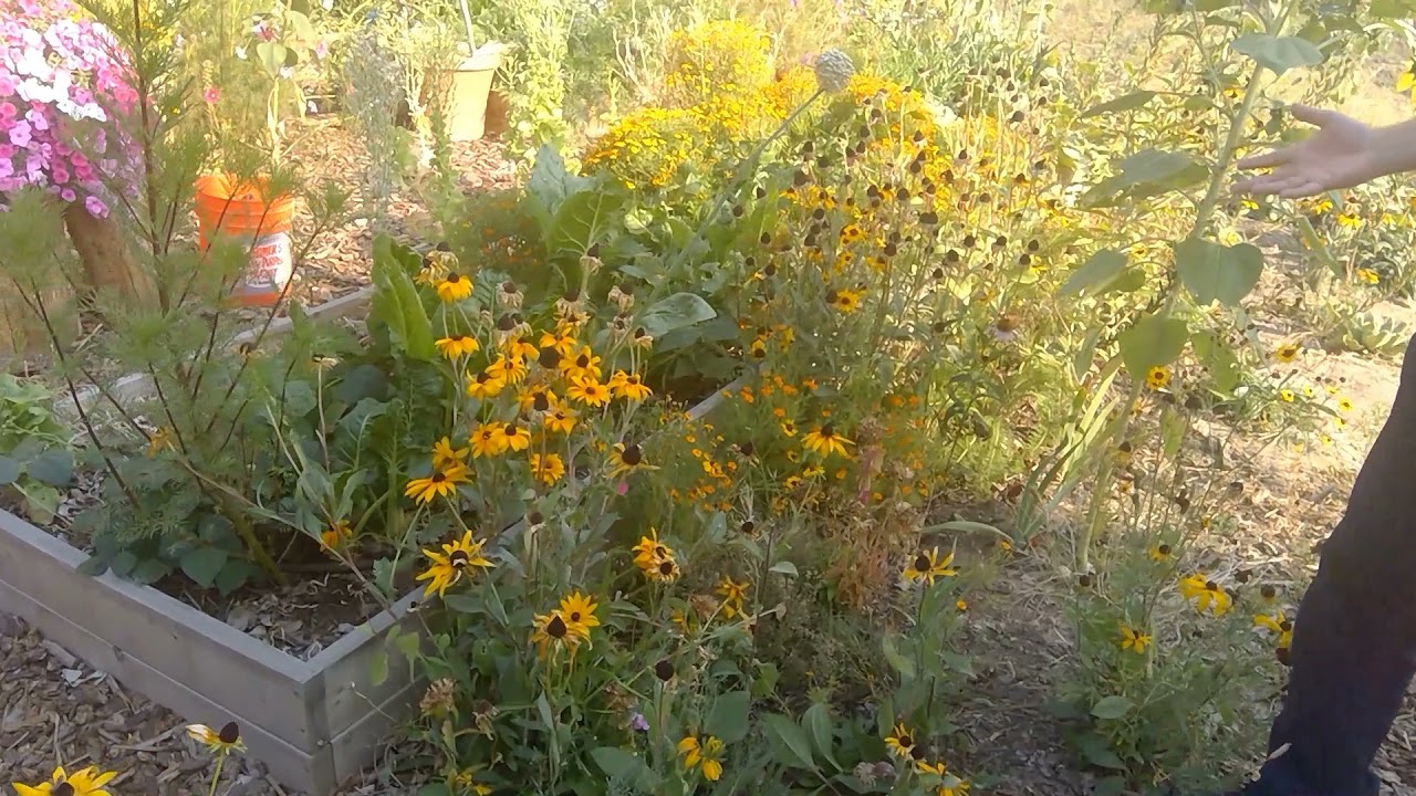 Keeping the Garden a Habitat for Our Wild Friends | Ask a Plant Doctor