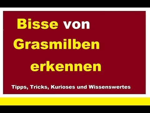 Herbstgrasmilben Bisse Stiche erkennen ständiger Juckreiz Grasmilben Herbstmilben