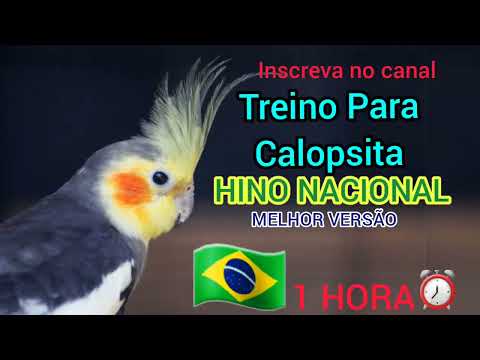 Treino Para Calopsita cantando Hino Nacional [MELHOR VERSÃO]