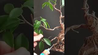 Download lagu Pruning ficus bonsai #ficus #bonsai #pruningbonsai mp3