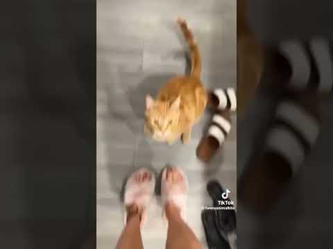 cat funny video 😂😂 #2023 #funny #video #laugh #enjoy #game #man #laugh #cat
