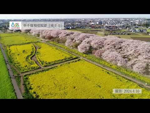 【関東有数のお花見スポット】権現堂桜堤2024年　埼玉県幸手市