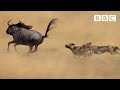 The Power Of The Pack Wild Dogs AMAZING Relay Hunting Strategy Life Story BBC