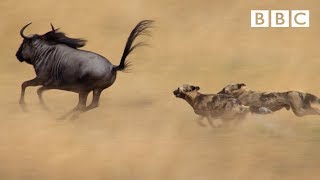 The power of the pack! Wild dogs&#39; AMAZING relay hunting strategy | Life Story - BBC