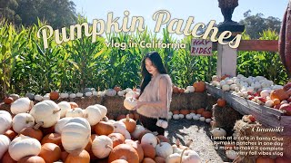 Pumpkin Patches in California🎃 秋のファーム巡り | アメリカ生活 パンプキンパッチ | Halloween Bay Area | ベイエリア 駐在妻 | EN Sub