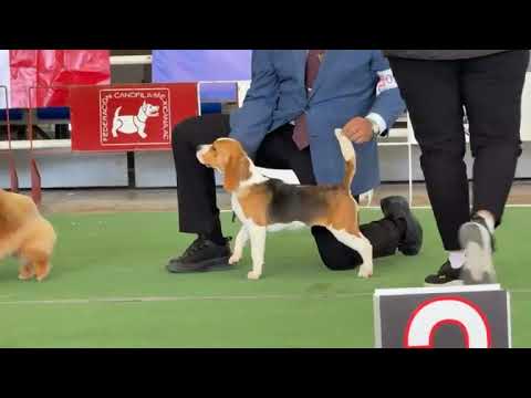 JOVEN DE EXPOSICIÓN Club Canófilo de la Sultana del Norte