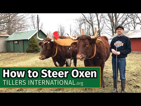 Oxen Basics: How to Steer Oxen