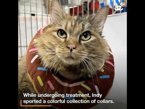 Cat's colorful collars for lifesaving care attract her adopters!