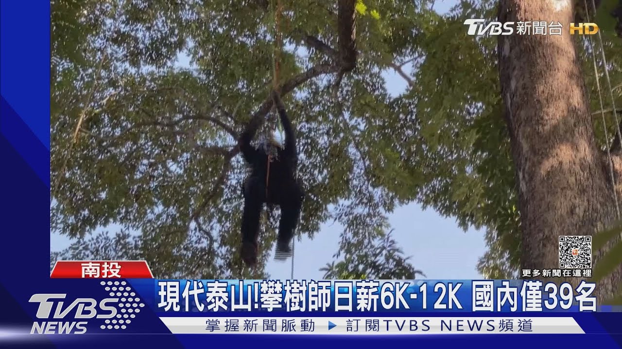現代泰山!攀樹師日薪6K到12K 國內僅39名