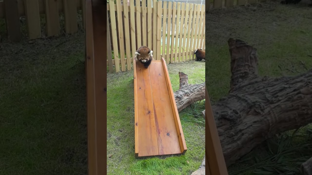 WOW!!! adorable red panda🍼🍼🍼 #amsr #foryou #ailurusfulgens #redpanda #fpy #zoo #cute